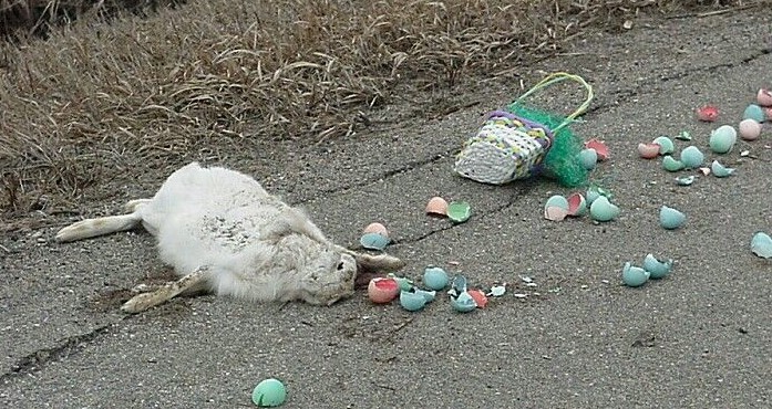 Easter bunny road kill